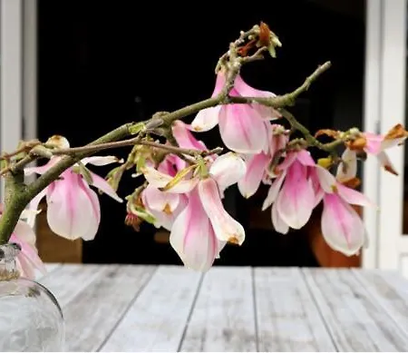 Huinerhofje 2 - Vrijstaand Met Grote Omheinde Tuin, Rust, Privacy En Nabij Bossen Holiday home