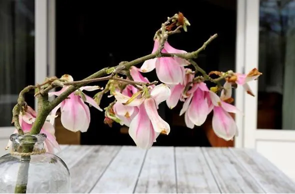 Huinerhofje 2 - Vrijstaand Met Grote Omheinde Tuin, Rust, Privacy En Nabij Bossen Сasa de vacaciones